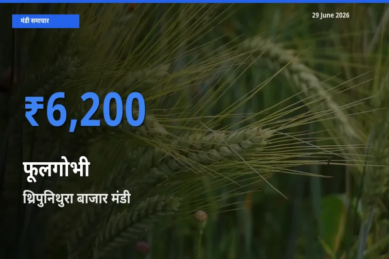 किसानों की पसंद बना थ्रिपुनिथुरा बाजार, फूलगोभी के सबसे अच्छे दाम