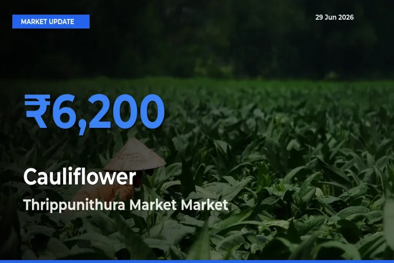 Thrippunithura Market Tops Cauliflower Mandi Rates Today