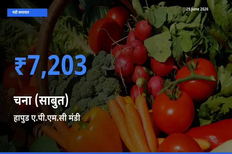 आज चना (साबुत) के सबसे ऊँचे दाम ₹7,203 हापुड ए.पी.एम.सी मंडी में