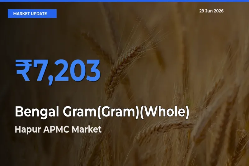 Hapur APMC Tops Bengal Gram(Gram)(Whole) Rates – June 29 Market Update