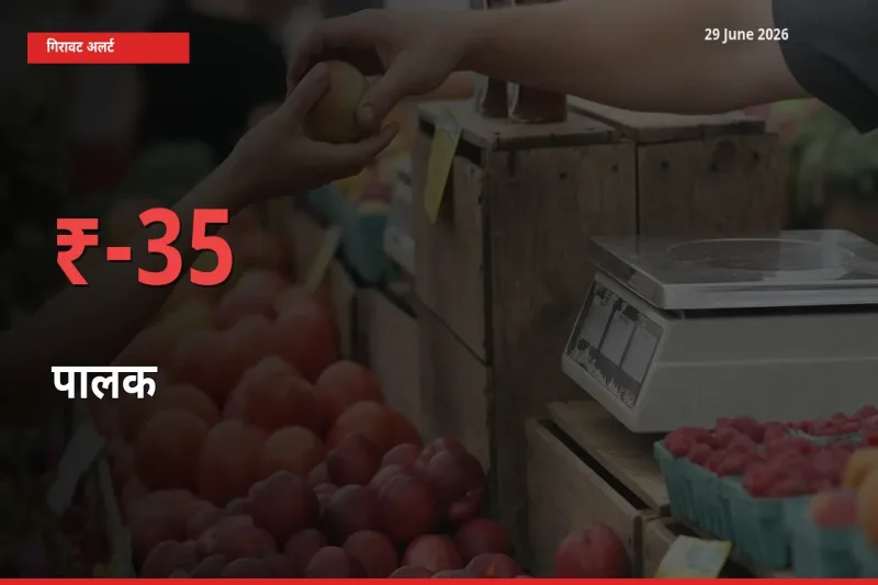स्थानीय मंडी में पालक के दाम अचानक 34.94% गिरे, किसानों की चिंता बढ़ी