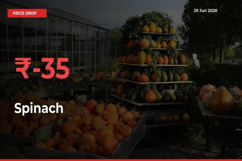 Spinach Mandi Rate Today: Prices Fall 34.94% at Market