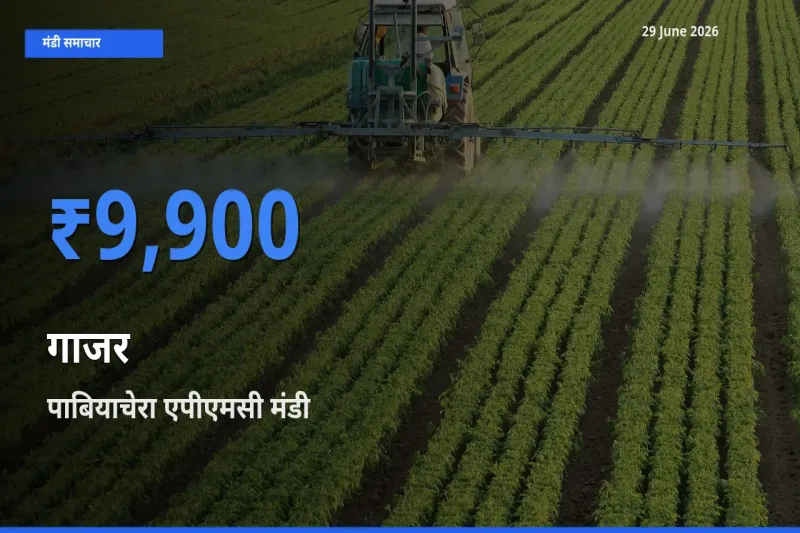 पाबियाचेरा एपीएमसी में गाजर का आज सबसे ऊँचा भाव