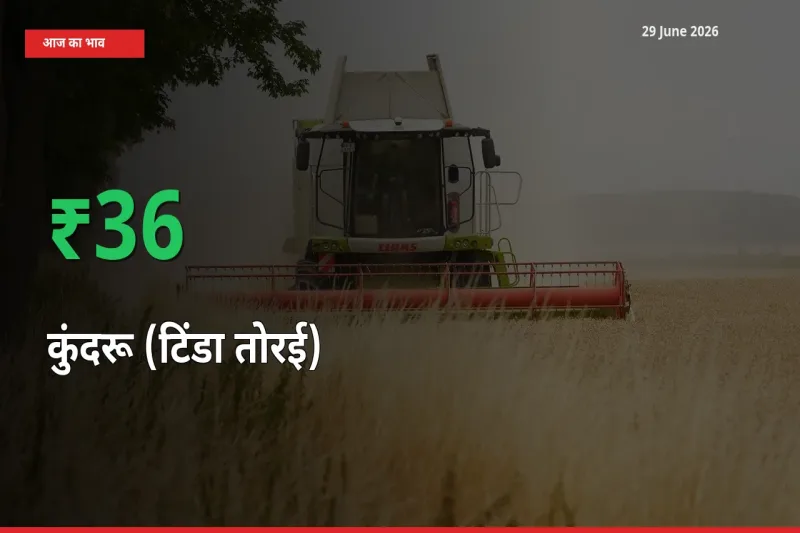 29 June अपडेट: कुंदरू (टिंडा तोरई) के दाम मंडी में 36.12% उछले