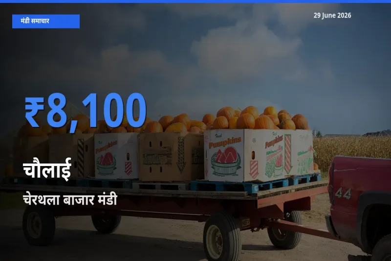 चेरथला बाजार मंडी में चौलाई ₹8,100 पर पहुँचा – आज का सर्वोच्च भाव
