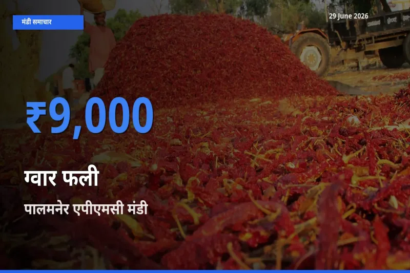 पालमनेर एपीएमसी मंडी में आज ग्वार फली के सबसे ऊँचे दाम दर्ज
