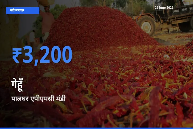 टॉप मंडी बना पालघर एपीएमसी! गेहूँ के सबसे ऊँचे दाम यहीं दर्ज