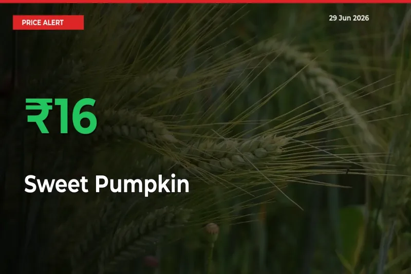 Sudden 16.36% Rally in Sweet Pumpkin Prices Across Mandis
