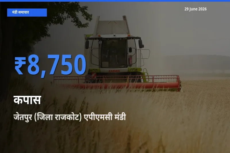 किसानों की पसंद बना जेतपुर (जिला राजकोट) एपीएमसी, कपास के सबसे अच्छे दाम