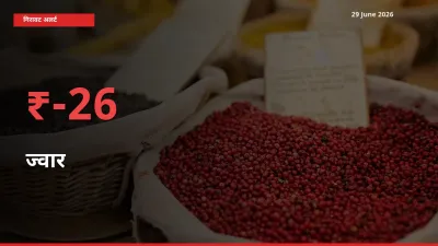 अचानक झटका! मंडी में ज्वार के दाम 25.75% टूटे