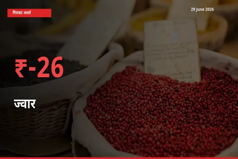 अचानक झटका! मंडी में ज्वार के दाम 25.75% टूटे