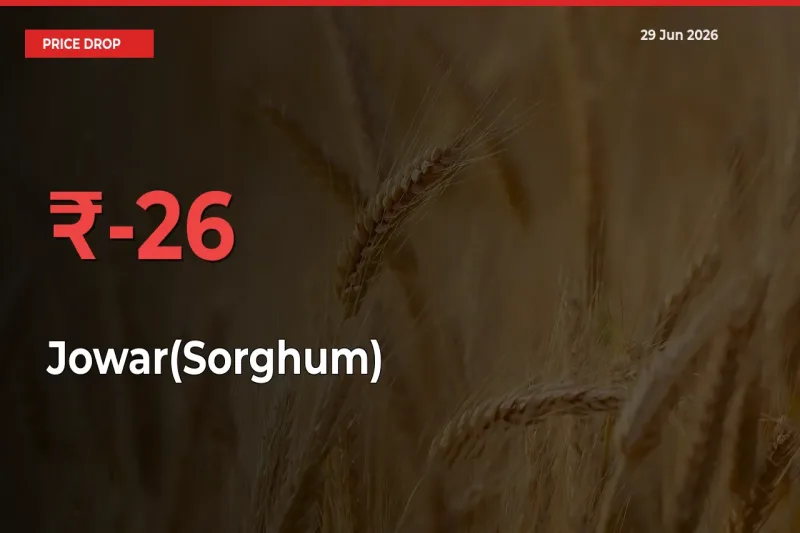 Jowar(Sorghum) Mandi Rate Today: Prices Fall 25.75% at Market