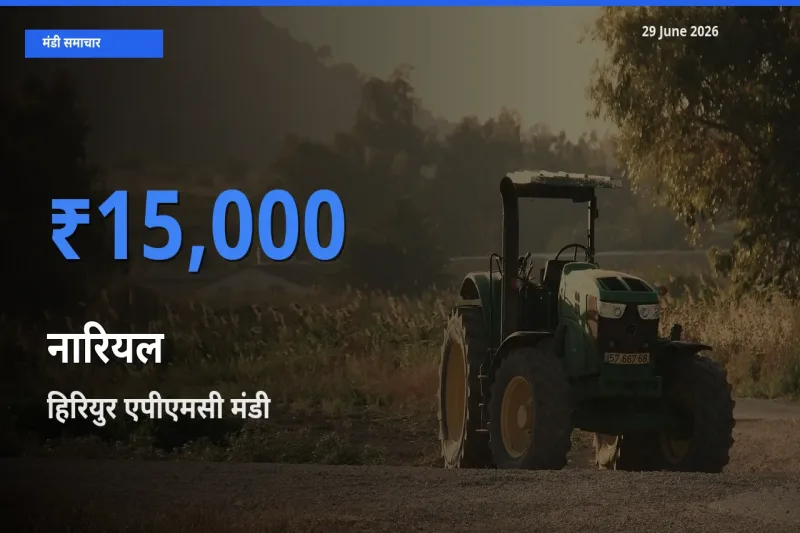 आज का मंडी भाव: नारियल के सबसे ज़्यादा दाम हिरियुर एपीएमसी में