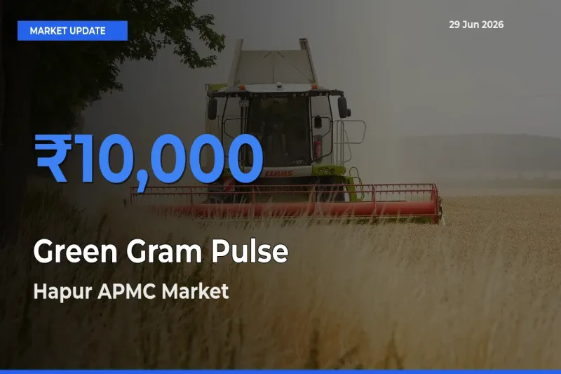 Hapur APMC Records Highest ₹10,000 Rate for Green Gram Pulse