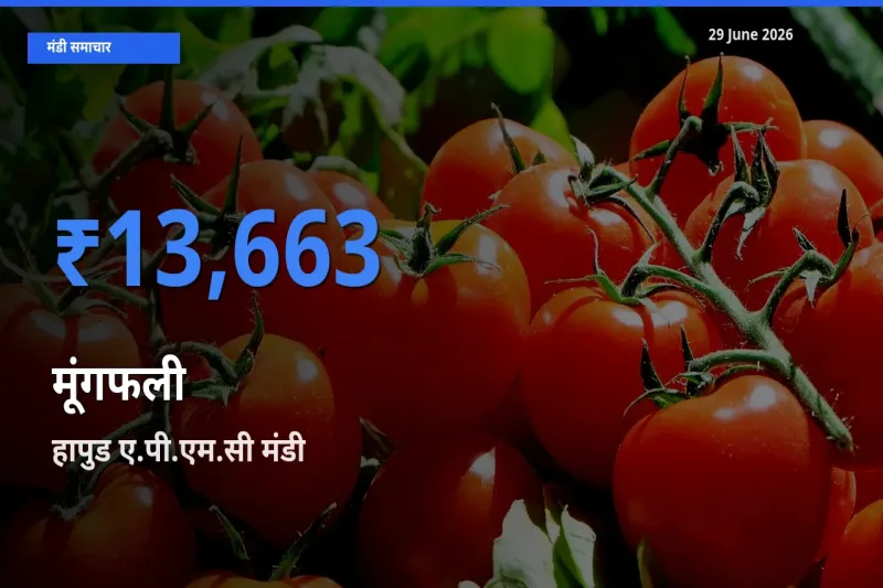 हापुड ए.पी.एम.सी मंडी में आज मूंगफली के सबसे ऊँचे दाम दर्ज