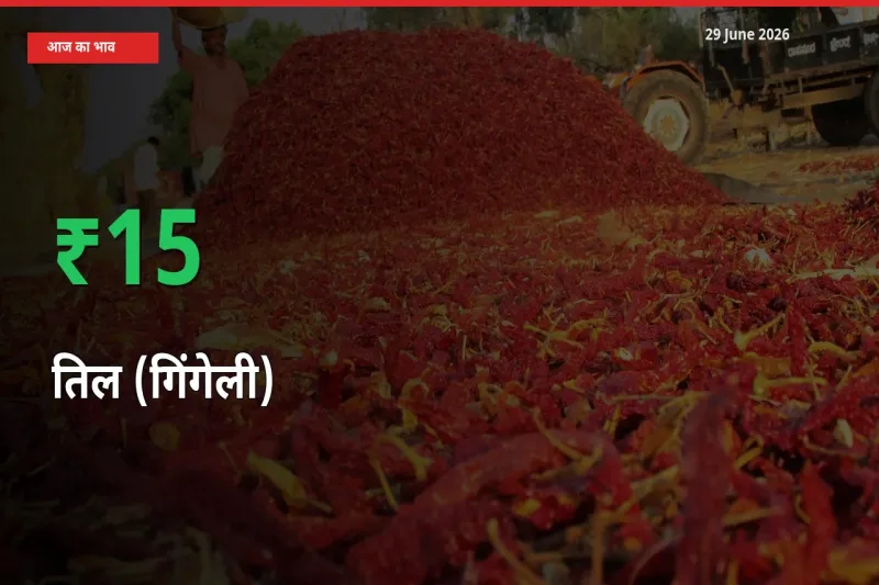 बाज़ार संकेत: तिल (गिंगेली) के भाव मंडी में 15.29% ऊपर
