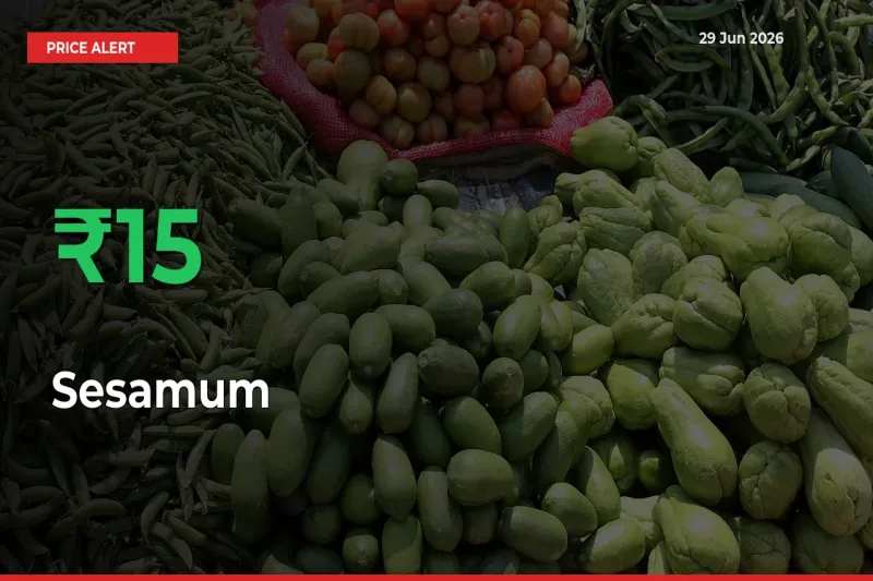 Sharp Jump! Sesamum Prices Climb 15.29% in 24 Hours at Key Mandis
