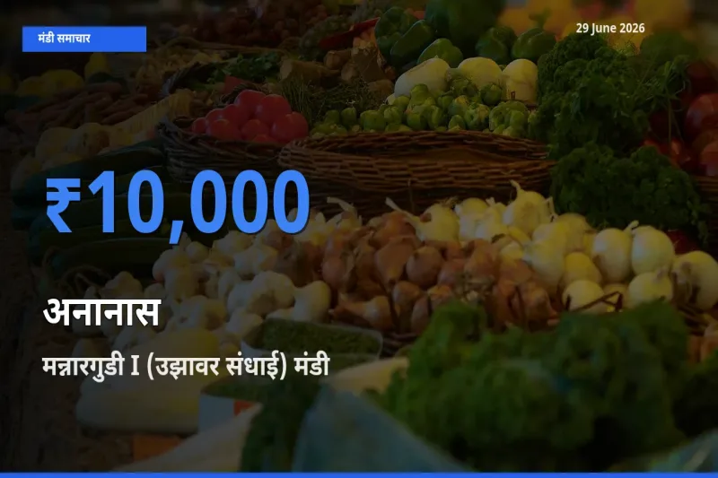 मन्नारगुडी I (उझावर संधाई) में अनानास का आज सबसे ऊँचा भाव