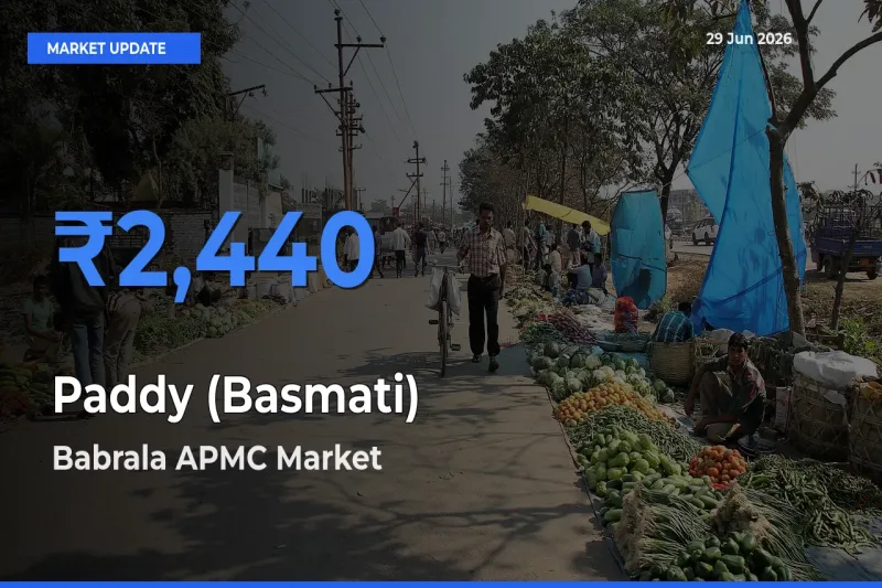 Babrala APMC Records Highest ₹2,440 Rate for Paddy (Basmati)