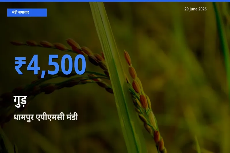 आज का मंडी भाव: गुड़ के सबसे ज़्यादा दाम धामपुर एपीएमसी में