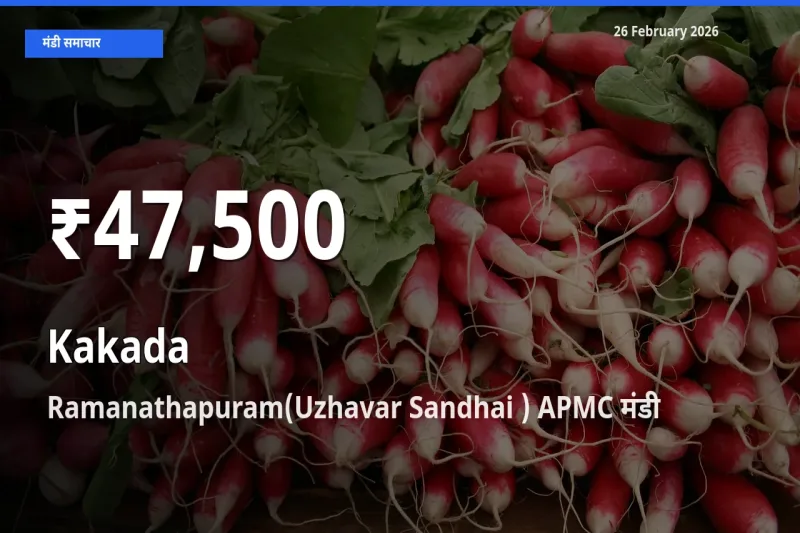 Ramanathapuram(Uzhavar Sandhai ) APMC में Kakada के दाम 30 दिन के न्यूनतम स्तर पर, आज का मंडी भाव देखें