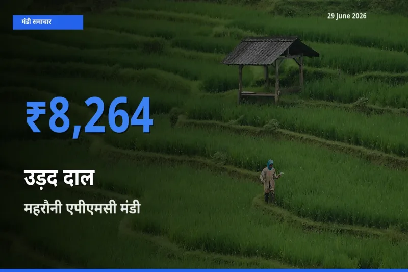 आज का मंडी भाव: उड़द दाल के सबसे ज़्यादा दाम महरौनी एपीएमसी में