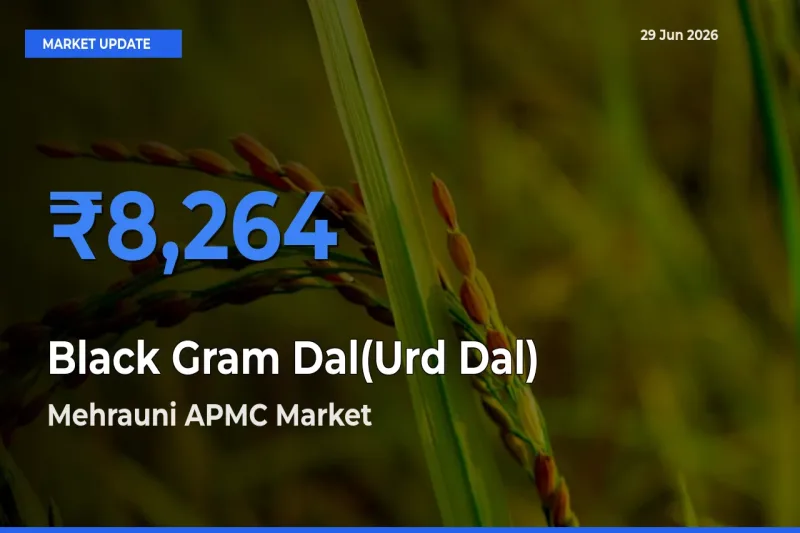 Black Gram Dal(Urd Dal) Mandi Rate Today: Mehrauni APMC Tops the List