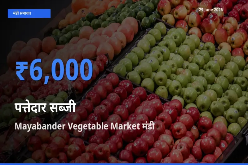 किसानों की पसंद बना Mayabander Vegetable Market, पत्तेदार सब्जी के सबसे अच्छे दाम