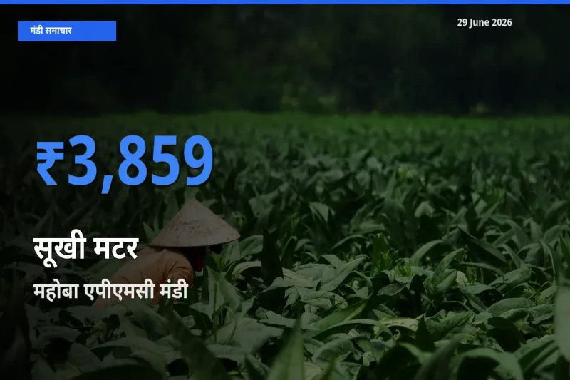 आज सूखी मटर के सबसे ऊँचे दाम ₹3,859 महोबा एपीएमसी मंडी में