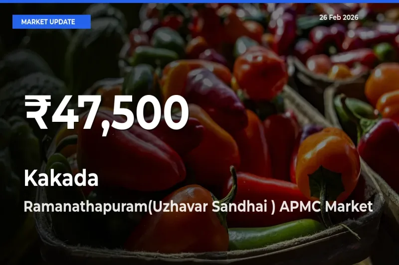 Sharp Fall! Kakada Prices Drop to 30-Day Low in Ramanathapuram(Uzhavar Sandhai ) APMC