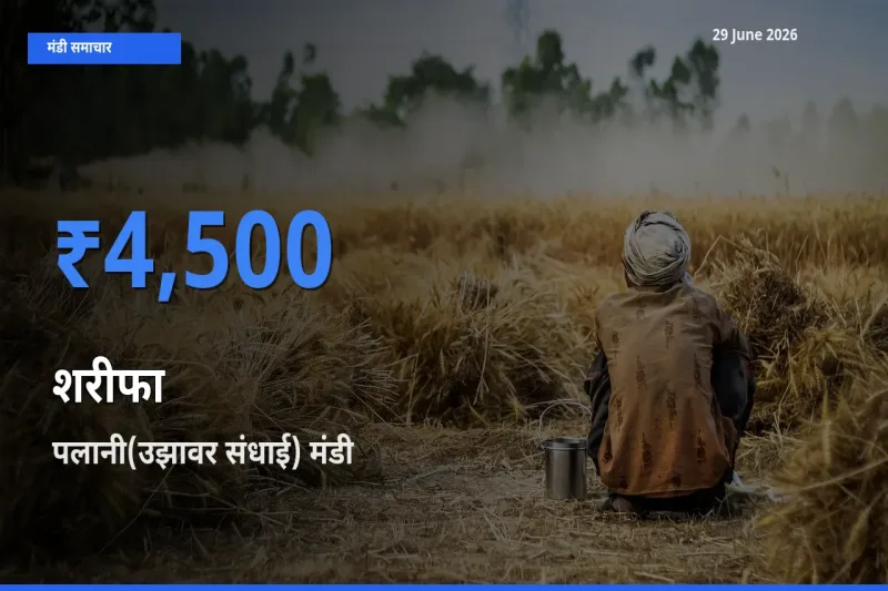 टॉप मंडी बना पलानी(उझावर संधाई)! शरीफा के सबसे ऊँचे दाम यहीं दर्ज