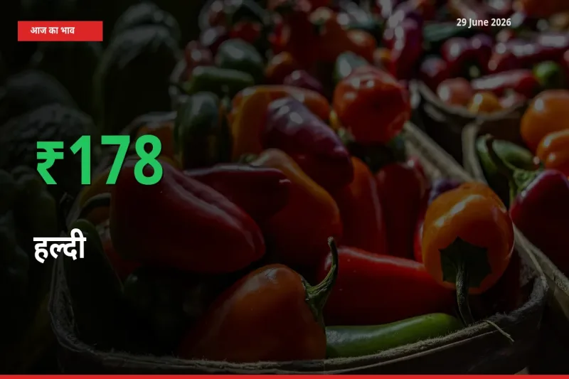 आज का मंडी भाव: हल्दी के दाम मंडी में 177.69% ऊपर
