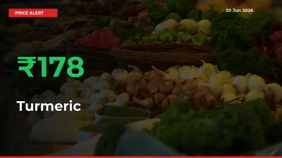 Sudden 177.69% Rally in Turmeric Prices Across Mandis