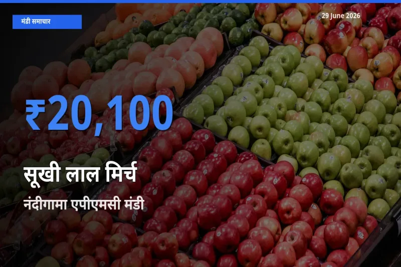 आज सूखी लाल मिर्च के सबसे ज़्यादा दाम नंदीगामा एपीएमसी मंडी में दर्ज