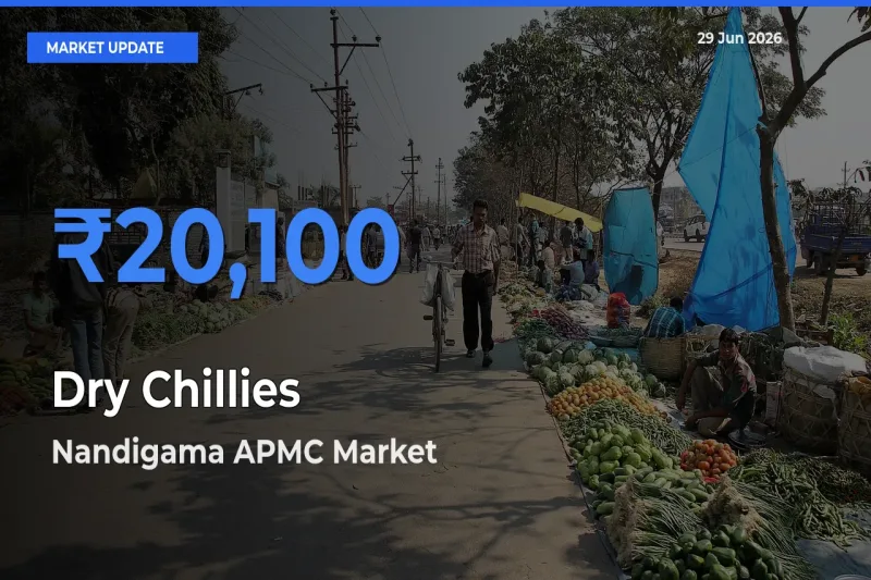 Nandigama APMC Offers ₹20,100 – Highest Dry Chillies Rate Today