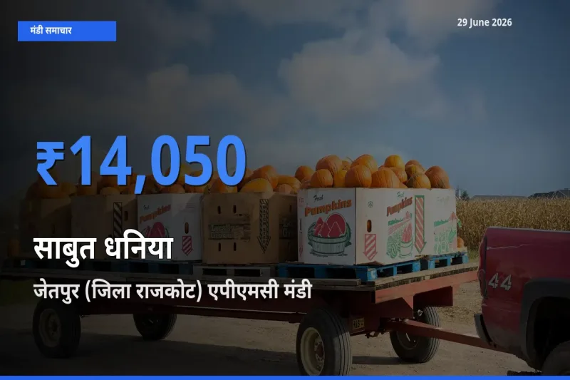 बाज़ार संकेत: जेतपुर (जिला राजकोट) एपीएमसी बना साबुत धनिया के लिए आज की टॉप मंडी