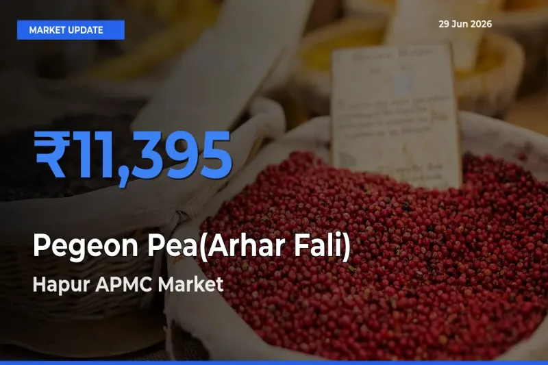 Market Watch: Hapur APMC Becomes Top Mandi for Pegeon Pea(Arhar Fali)