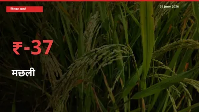 मछली 37.31% गिरा, मंडी