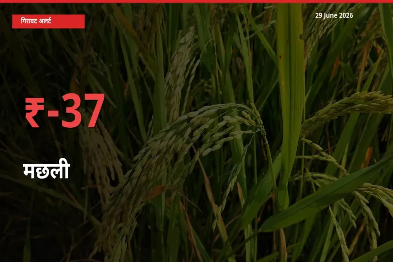 मछली 37.31% गिरा, मंडी