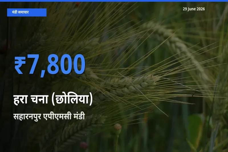 आज हरा चना (छोलिया) के सबसे ज़्यादा दाम सहारनपुर एपीएमसी मंडी में दर्ज