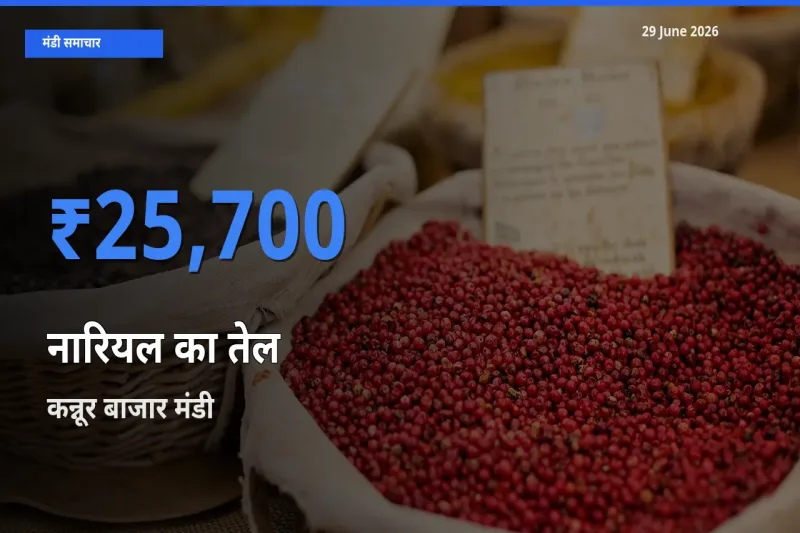 किसानों की पसंद बना कन्नूर बाजार, नारियल का तेल के सबसे अच्छे दाम