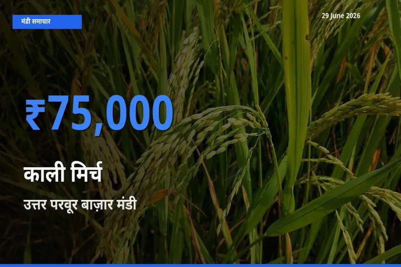 उत्तर परवूर बाज़ार मंडी में काली मिर्च ₹75,000 पर पहुँचा – आज का सर्वोच्च भाव