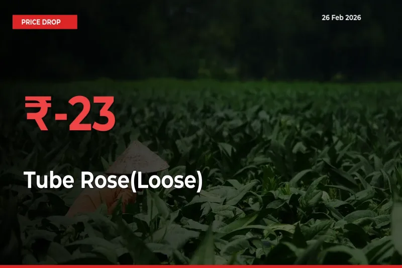 23.33% Drop in Tube Rose(Loose) Prices – Mandi Sees Sudden Fall
