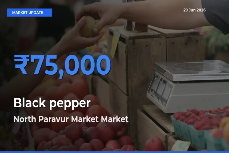 North Paravur Market Emerges as Top Mandi for Black pepper Prices Today