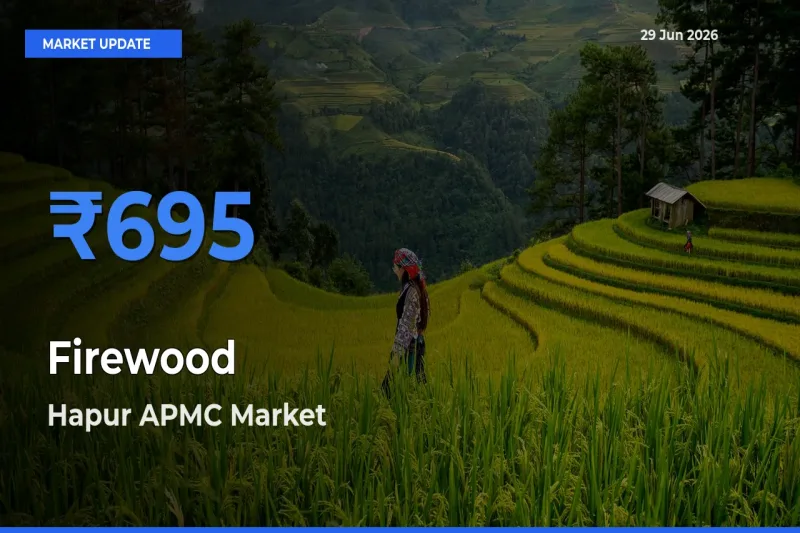 Hapur APMC Emerges as Top Mandi for Firewood Prices Today