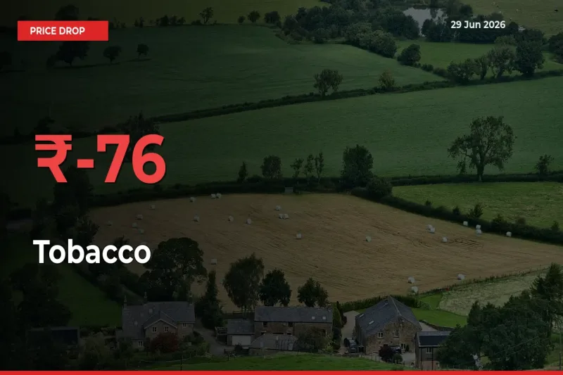 75.88% Drop in Tobacco Prices – Mandi Sees Sudden Fall