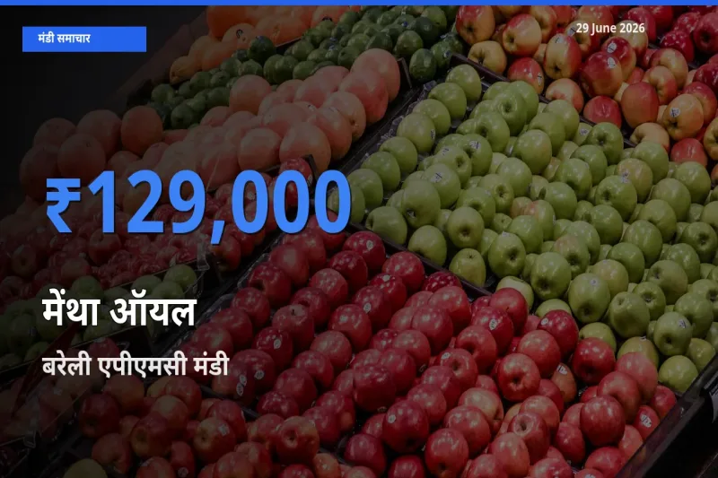 बाज़ार संकेत: बरेली एपीएमसी बना मेंथा ऑयल के लिए आज की टॉप मंडी