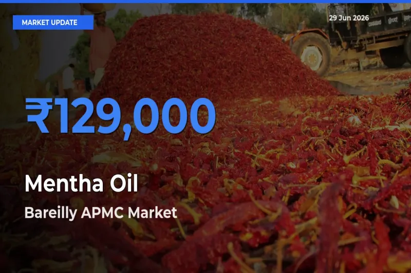 Top Performer! Bareilly APMC Offers Best Mentha Oil Price Today