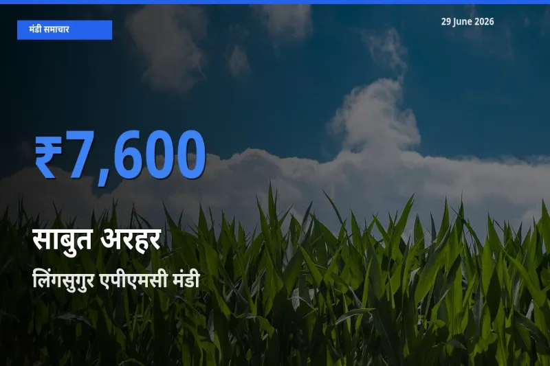 लिंगसुगुर एपीएमसी मंडी में आज साबुत अरहर के सबसे ऊँचे दाम दर्ज