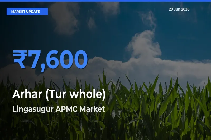 Farmers Prefer Lingasugur APMC as Arhar (Tur whole) Hits Highest Rate